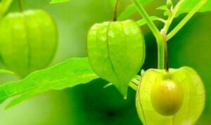 buah-Ciplukan-golden-berrry-768x512
