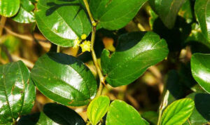 images-4-9