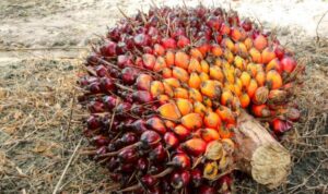 Harga-CPO-